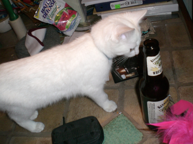 Eine wei├če Katze steht vor einer Flasche, umgeben von verschiedenen Gegenst├Ąnden, mit Dateien im Hintergrund.