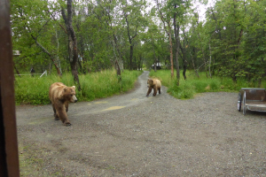Tiere im Zentrum, ein Fahrzeug auf der rechten Seite, mit Gras und Bäumen im Hintergrund.
