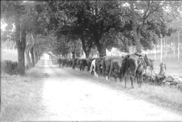 Ein Schwarz-Weiß-Foto einer Herde von Pferden, die eine Schotterstraße entlanggehen, mit einer Person auf der rechten Straßenseite und Bäumen im Hintergrund.