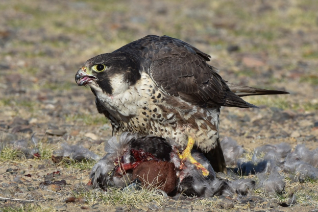 Ein Wanderfalke auf dem Boden sitzend, der ein totes Vogeltier in seinen Klauen hält, umgeben von Gras und Steinen mit einem unscharfen Hintergrund.