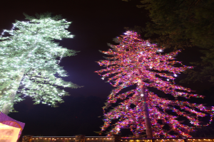 Zwei Bäume mit Lichtern geschmückt, einer mit Lichtern und einer ohne, mit einem beleuchteten Zaun darunter.