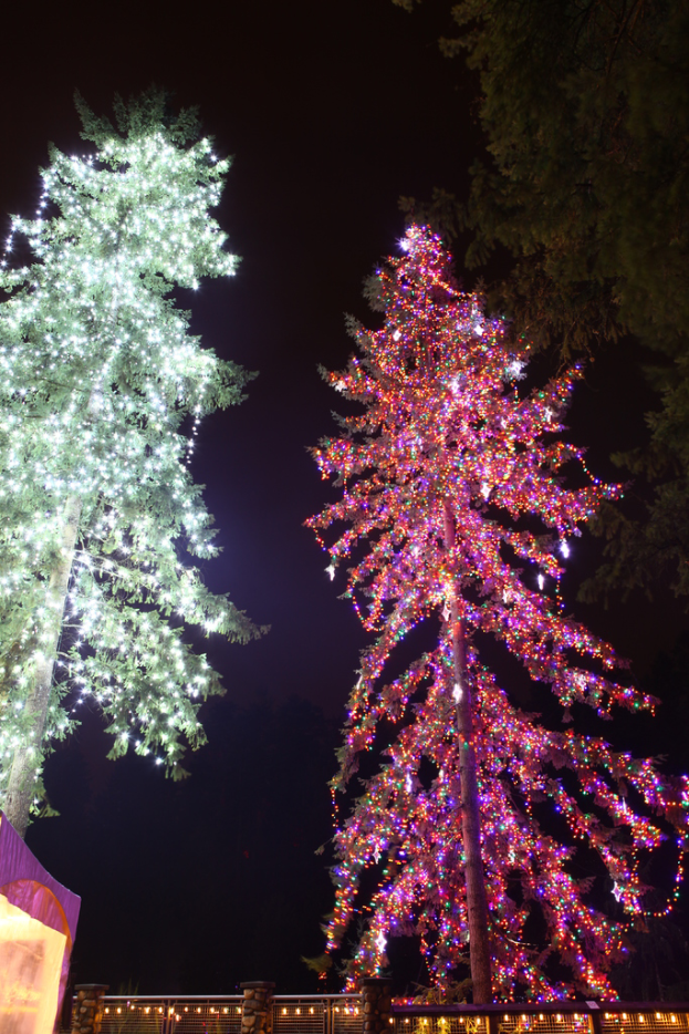 Zwei Bäume mit Lichtern geschmückt, einer mit Lichtern und einer ohne, mit einem beleuchteten Zaun darunter.