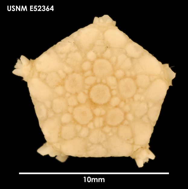 Ein Nahaufnahme eines kleinen Stücks Nahrungsmittel, das wie ein Mikroorganismus aussieht, auf einem schwarzen Hintergrund, mit informativem Text oben und unten.