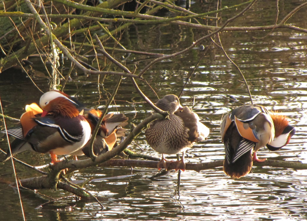 Drei Vögel auf einem Ast sitzend mit einem Wasserbereich und Baumstämmen im Hintergrund.