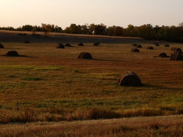 Ein Zeltplatz mit zahlreichen Zelten in der Mitte, umgeben von Bäumen im Hintergrund und Gras unten.