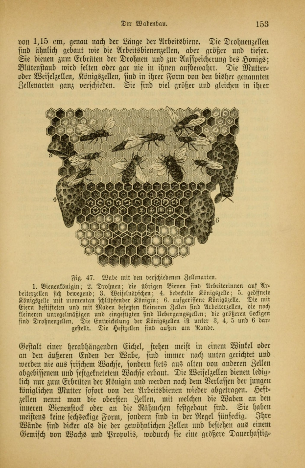 Ein aufgeschlagenes Buch mit einer Zeichnung eines Bienenstocks auf der Seite, das Text und einige Insekten, wahrscheinlich Bienen, die um den Honigstock schwirren, enthält.