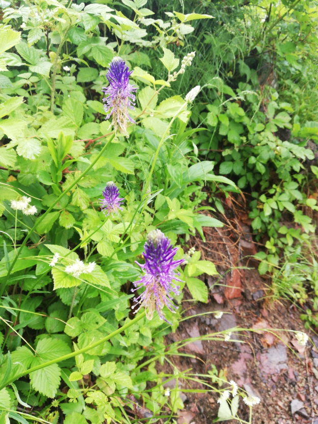 Eine Wiesenklatschmohnpflanze mit violetten Blumen umgeben von grünem Laub und Bäumen im Hintergrund.