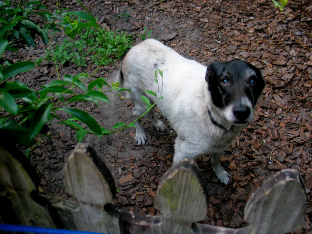 Ein Hund steht auf dem Boden in der Nähe von Pflanzen und Blättern, mit einem Zaun und einem Gegenstand im Hintergrund.