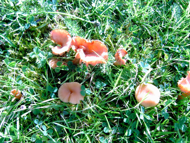 Ein Nahaufnahme von verschiedenen Blumen und grünen Blättern.