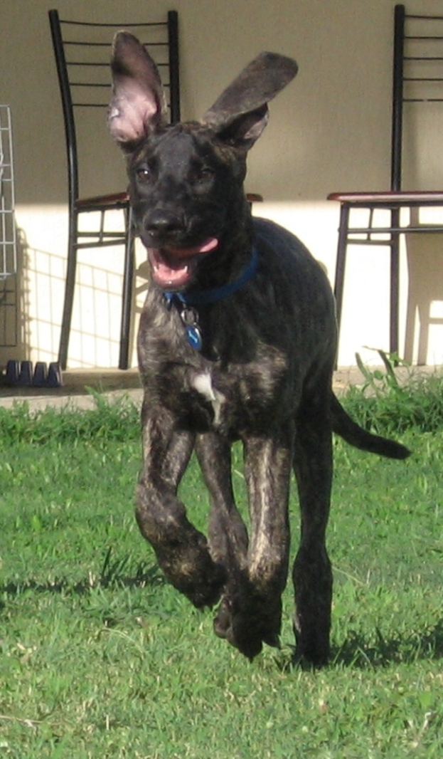 Ein schwarzer Hund mit einem blauen Halsband läuft auf Gras, mit Stühlen und einer Wand im Hintergrund.
