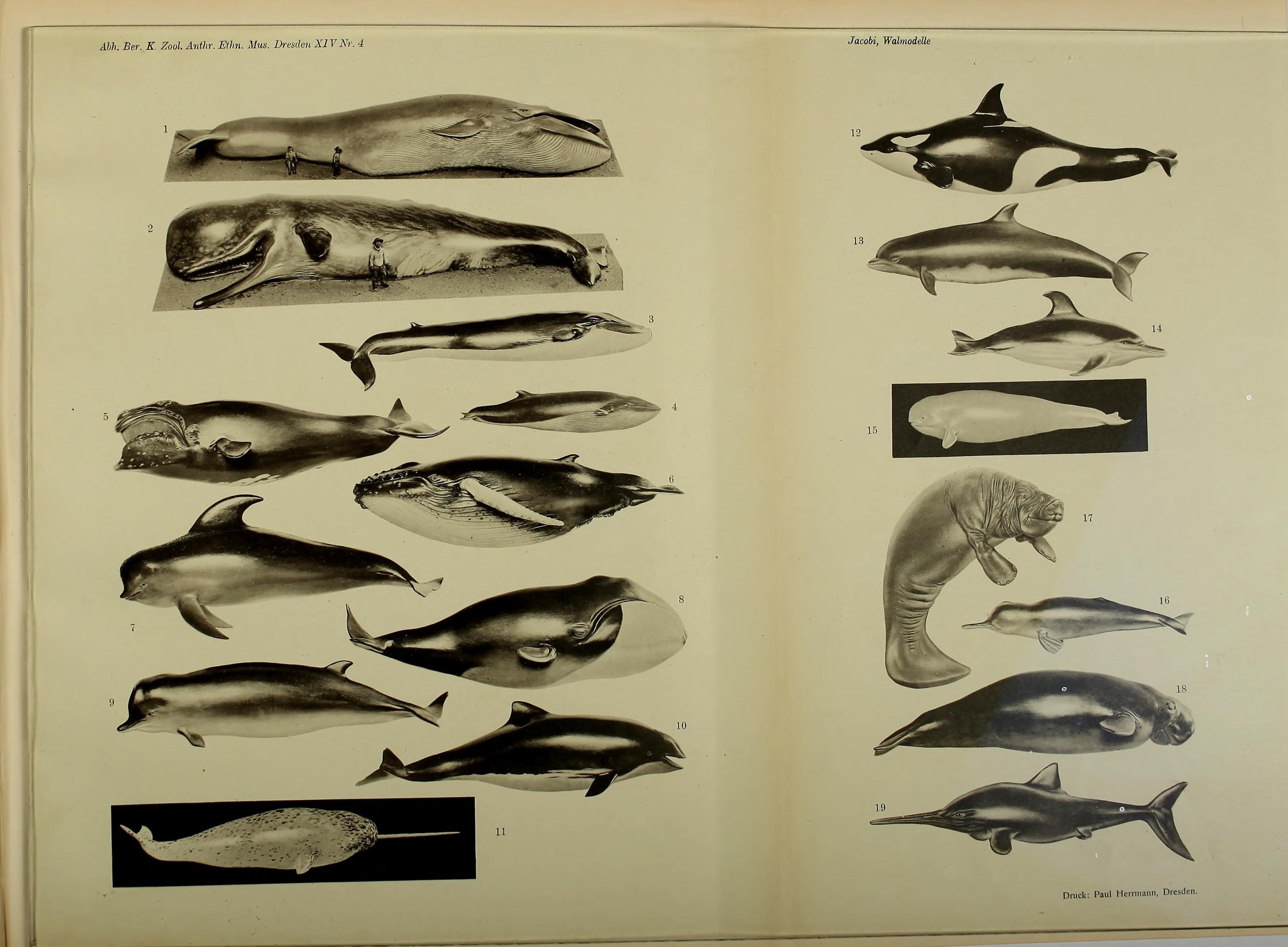 Ein aufgeschlagenes Buch mit Illustrationen von Meeressäugern wie Walen, Delfinen und anderen aquatic animals.