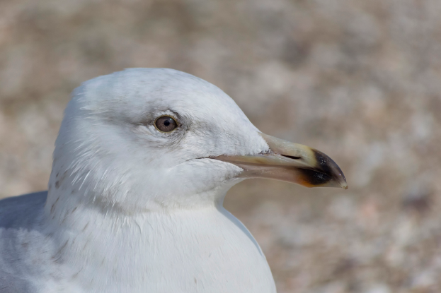 Nahaufnahme eines Vogels