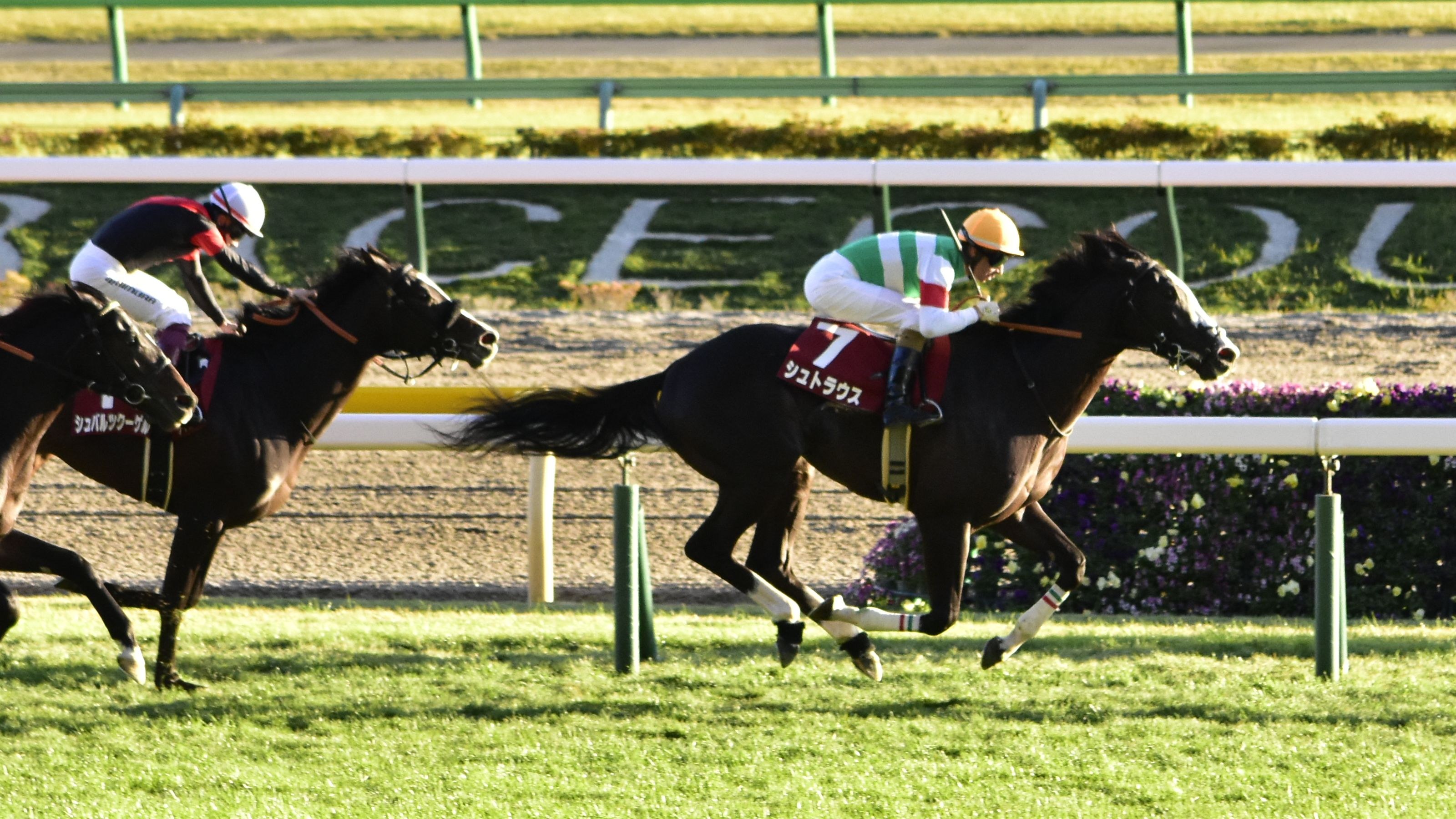 Zwei Jockeys in Helmen reiten auf Pferden eine Bahn entlang, umgeben von Grün, mit einem Geländer und einer Tafel im Hintergrund.