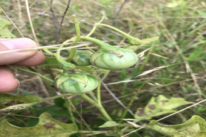 Eine Hand, die einen Bund grüner Tomaten mit sichtbarem Mehltau an der Pflanze h├Ąlt, umgeben von anderen Pflanzen und Gras.