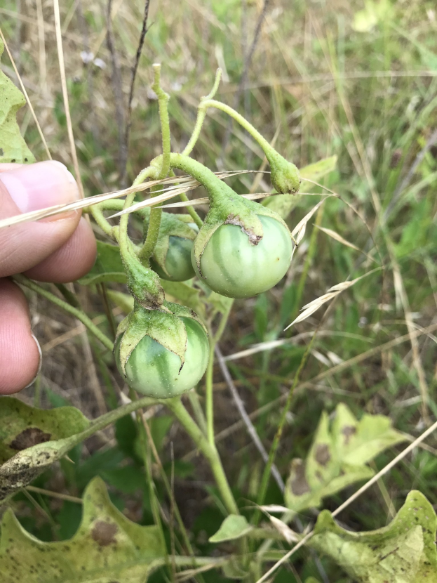 Eine Hand, die einen Bund grüner Tomaten mit sichtbarem Mehltau an der Pflanze h├Ąlt, umgeben von anderen Pflanzen und Gras.