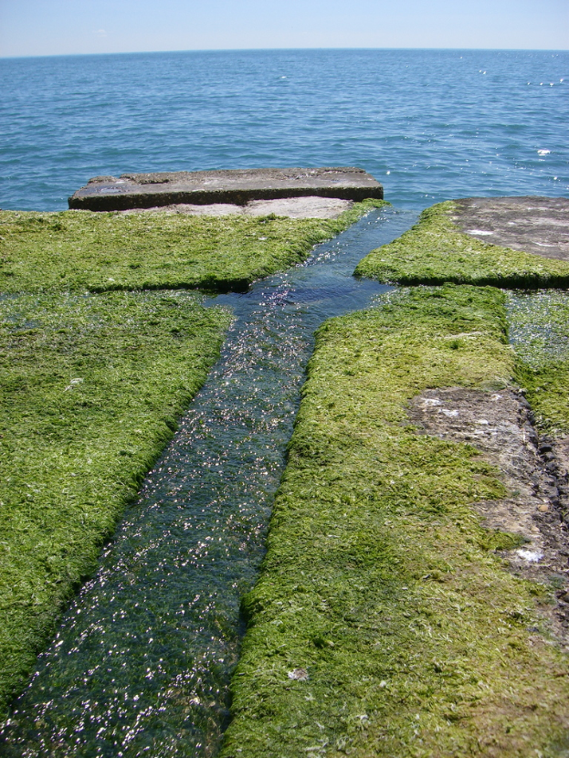 Eine von einem kleinen Wasserlauf durchzogene Grasfläche, die zum Meer führt.