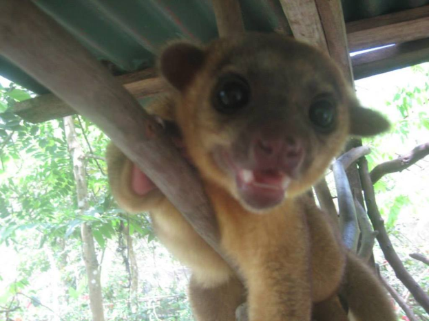 Ein Tier steht in der Mitte des Bildes, mit B√§umen im Hintergrund und einem Heim √∂ber dem Tier.