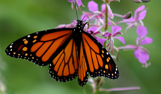 Eine orange-schwarze und weiße Schmetterling steht auf einer Pflanze mit pinkfarbenen Blumen, mit einem unscharfen Hintergrund.