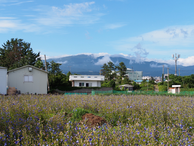 Stadtansicht mit zahlreichen Gebäuden, Bäumen, einem Berg im Hintergrund, einem klaren Himmel, einem Strommast mit Drähten und Grünfläche im Vordergrund.