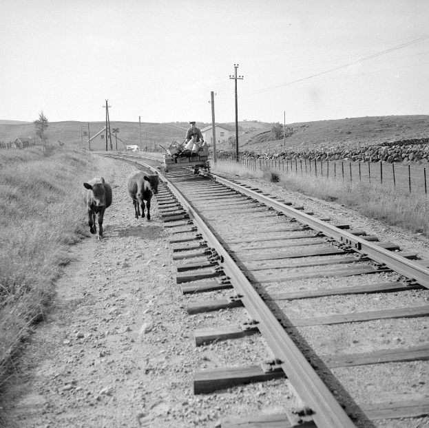 Schwarzes und weißes Foto von zwei Kühen, die auf den Bahngeleisen gehen, mit einer Person auf einem Fahrzeug im Vordergrund, Gras und einem Zaun auf beiden Seiten und Häusern, Bäumen, Pfählen und Himmel im Hintergrund.