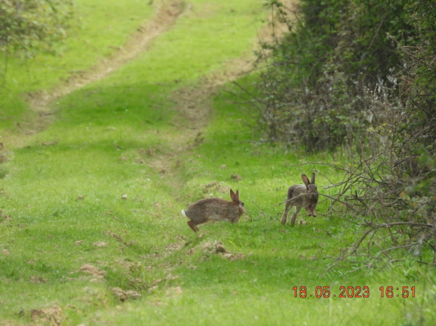 Zwei Kaninchen laufen über ein grünes Feld mit Bäumen auf beiden Seiten, Text unten im Bild.