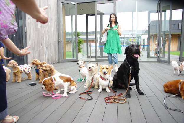 Eine Gruppe von Hunden verschiedener Farben ist auf einer hölzernen Oberfläche in der Nähe einer Glastür versammelt, mit Gebäuden und einem weißen Himmel im Hintergrund. Menschen in Kleidung, eine Handtasche und ein Gerät sind ebenfalls zu sehen, sowie eine Pflanze und Gras.