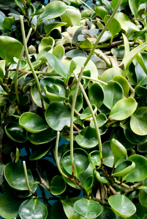 Eine Wasserpflanze mit breiten, flachen Blättern und einem dicken Stiel, teilweise im Wasser versenkt.