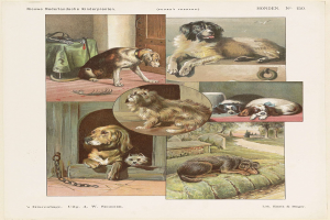 Eine Buchseite mit verschiedenen Hunderassen und begleitenden Textbeschreibungen.