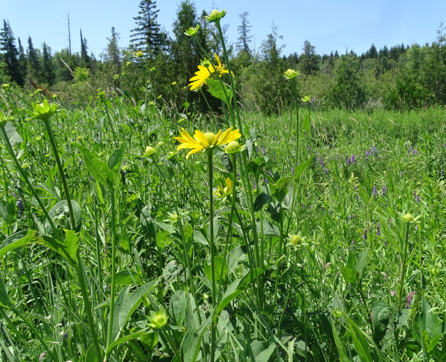 Ein Feld mit hohem Gras und Wildblumen mit einer prominenten gelben Flockenblume in der Mitte, Bäume im Hintergrund und einem klaren blauen Himmel.