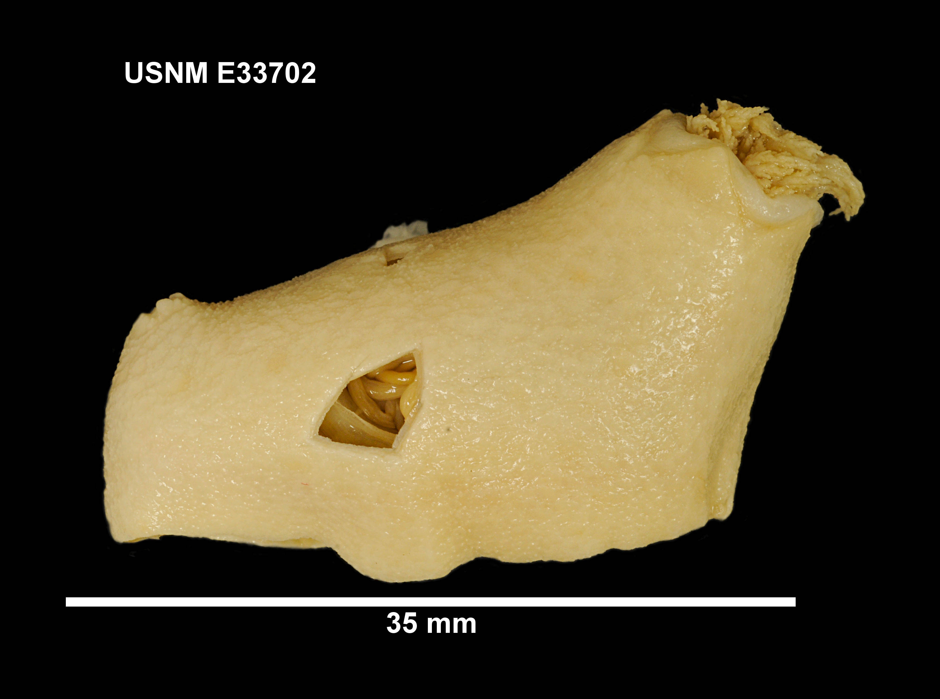 Eine Nahaufnahme eines Knochenfragments mit einem Loch, wahrscheinlich ein Band, mit beschreibendem Text oben und unten.