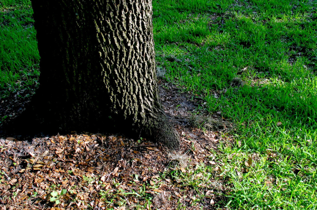 Trockene Blätter am Boden, ein Baumstamm und Grasland im Vordergrund.