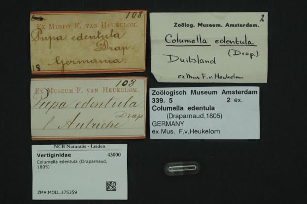 Eine Sammlung alter Visitenkarten mit Texten im Zusammenhang mit Columella edentula, einem niederländischen Medikament, und ein kleines Papier mit einem Barcode.