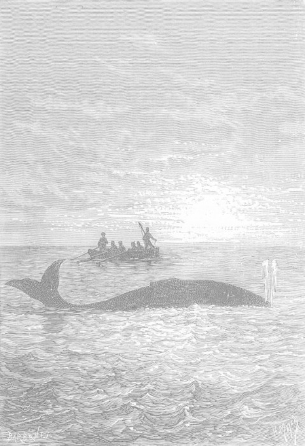 Schwarz-weisse Illustration eines Buckelwals, der im Ozean schwimmt, mit einem Boot voller Menschen im Hintergrund, untertitelt mit "Buckelwal von William Hogarth" unten.