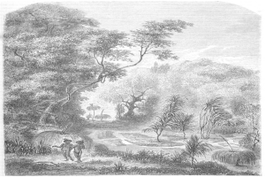 Eine Schwarz-Weiß-Gravur von einem Mann und einer Frau, die durch einen üppigen Dschungel mit Bäumen, Pflanzen und Himmel im Hintergrund gehen, mit dem Text "Der Dschungel des Amazonas" unten.