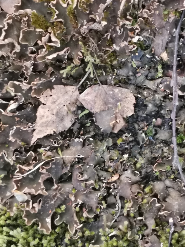 Ein Nahaufnahme eines Blatts auf dem Boden, das mit Moos und Flechten bedeckt ist und von trockenen Blättern und Stielen umgeben ist.