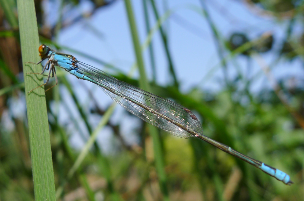 Ein Insekt ist auf grünem Gras mit einem grünen und blauen Hintergrund zu sehen.