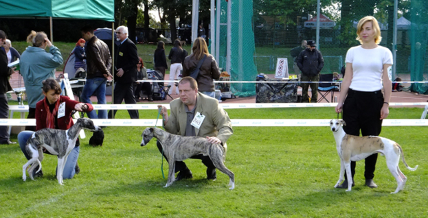 Drei Personen auf Gras, die Hunde mit weißen Leinen halten, mit Zelten, Schildern, einem Zaun, einem Netz, einer Tafel und Bäumen im Hintergrund.