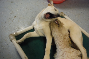 Ein Hund mit offenem Mund ist neben einem anderen Tier positioniert.