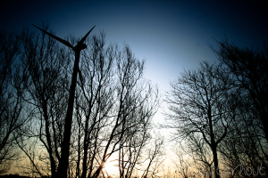 Eine Windmühle vor vielen trockenen Bäumen unter einem blauen Himmel.