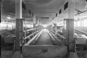 Ein Schwarz-Weiß-Foto von Kühen in einem Stall, mit Pfählen, Rohren, Lampen, Fenstern und anderen Gegenständen im Hintergrund und Text am unteren Rand.