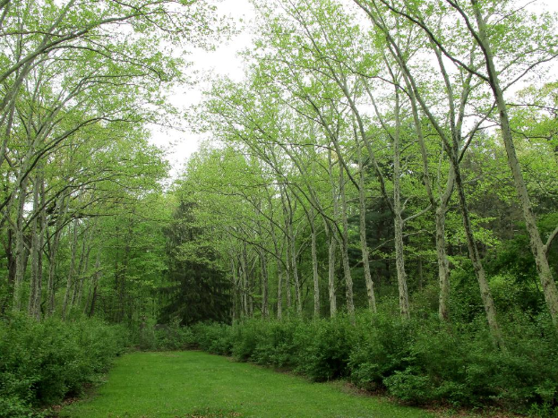 Grüne Umgebung umgibt den Bereich mit Wiesen am Boden des Bildes.