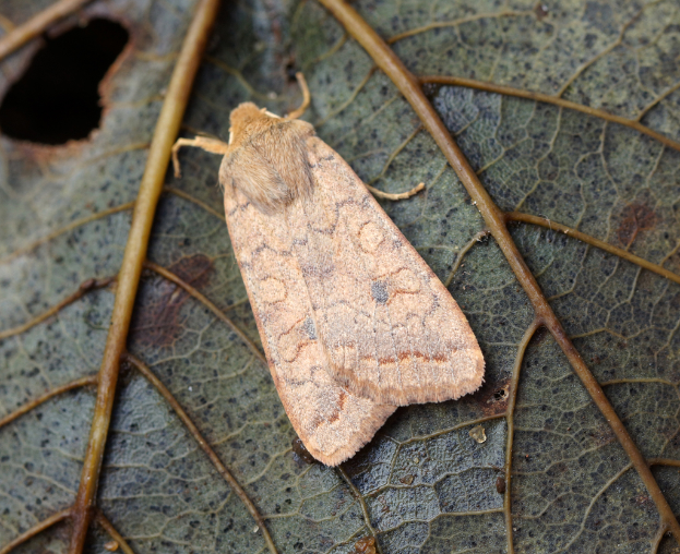 Ein Insekt sitzt auf einem Blatt.