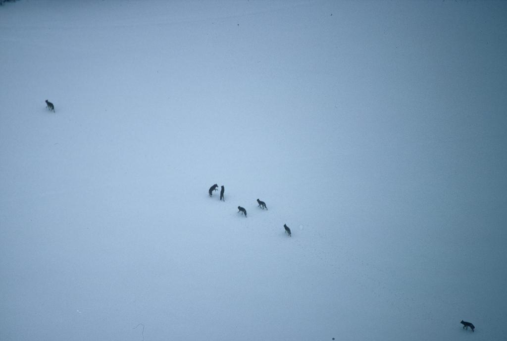 Eine Gruppe von Wölfen in einer verschneiten Landschaft, mit einem Wolf rechts unten und einem anderen links oben.