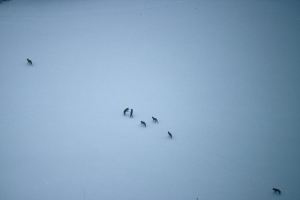 Eine Gruppe von Wölfen in einer verschneiten Landschaft, mit einem Wolf rechts unten und einem anderen links oben.