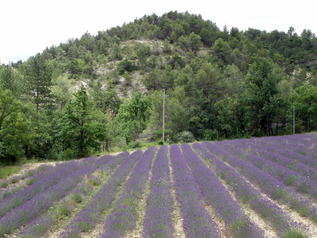 Ein vibrierendes Lavendelfeld in der Provence, Frankreich, mit lila Blüten in voller Blüte, grünen Bäumen und Pfählen mit Drähten unter einem klaren blauen Himmel.
