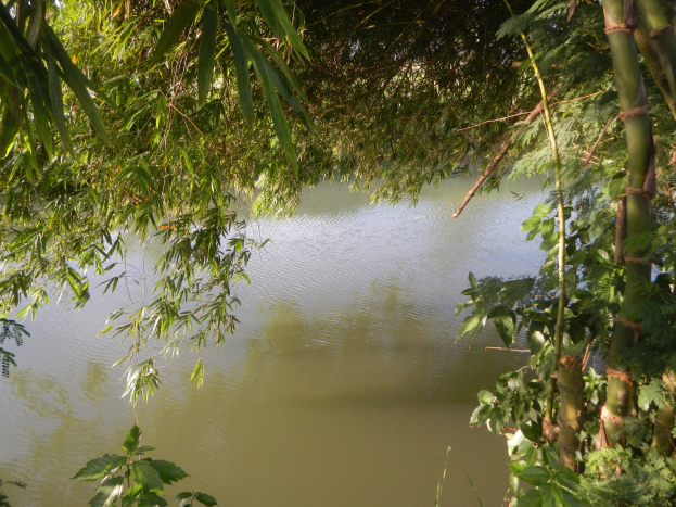 Ein stiller, klarer Teich umgeben von dichtem grünen Bambus, mit Blattwerk, das sich im Wasser spiegelt.