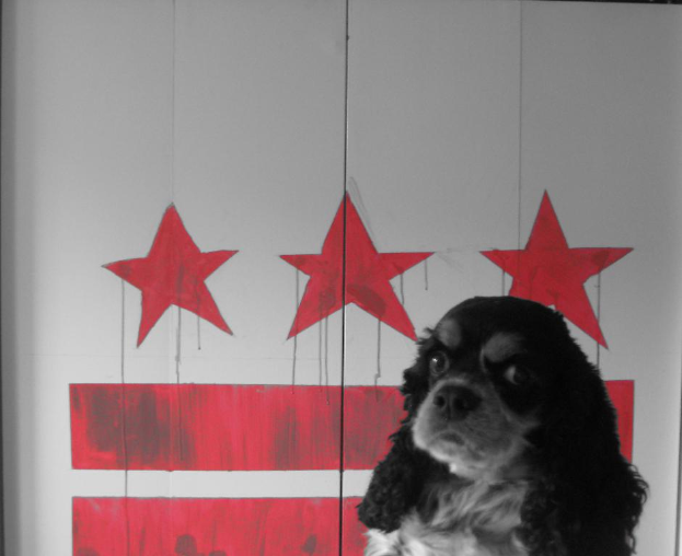 Ein Hund steht vor einer Wand mit Gemälden darauf.