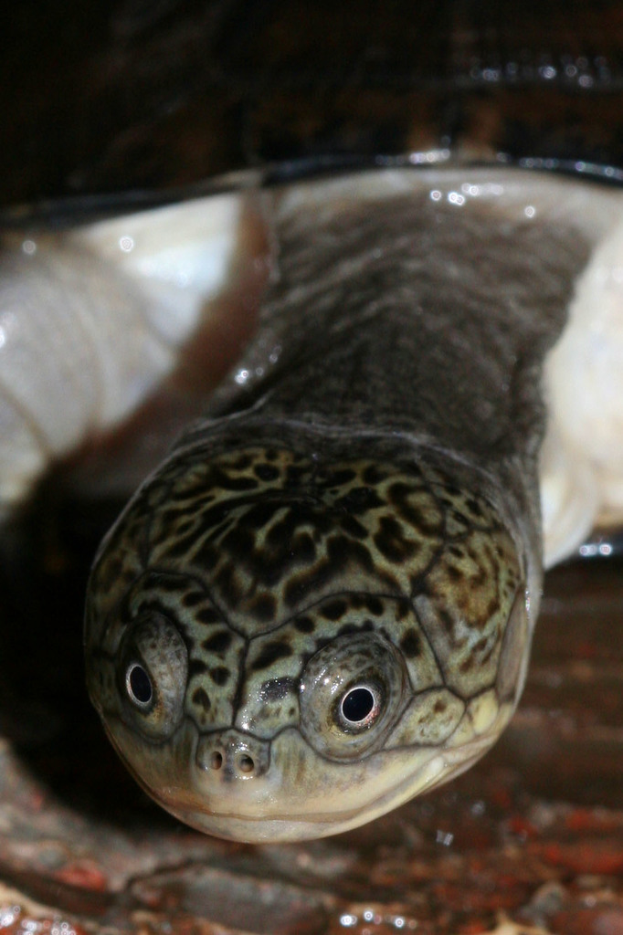 Eine Schildkröte ist auf dem Bild zu sehen.